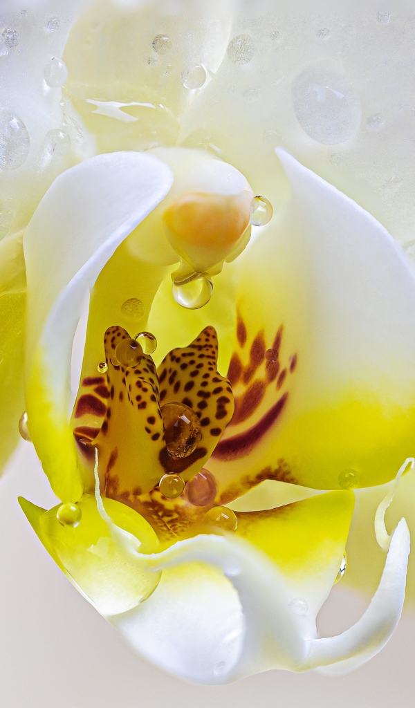 Серединка цветка орхидеи в воде крупным планом