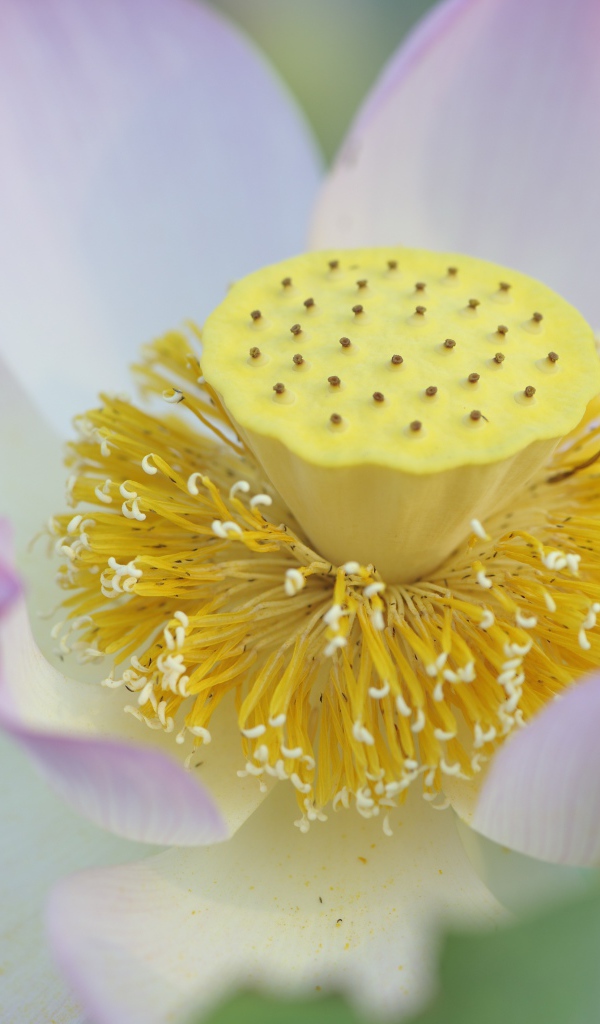 Серединка розового цветка лотоса 