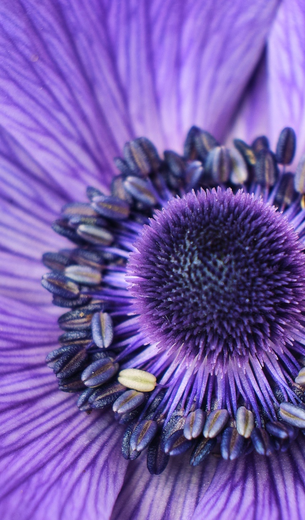 Серединка фиолетового цветка анемоны крупным планом