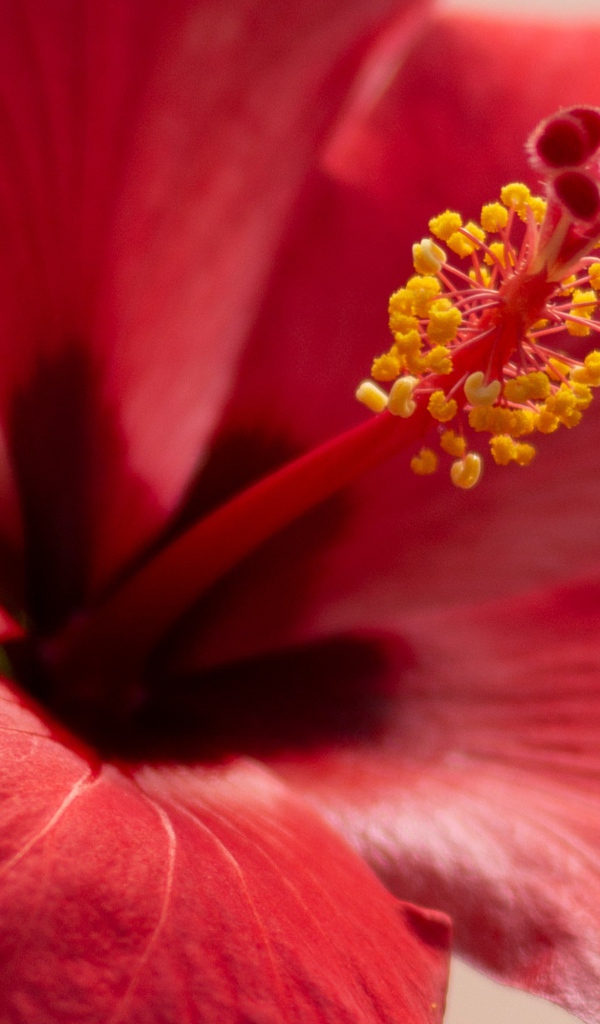 Серединка красного цветка гибискуса крупным планом