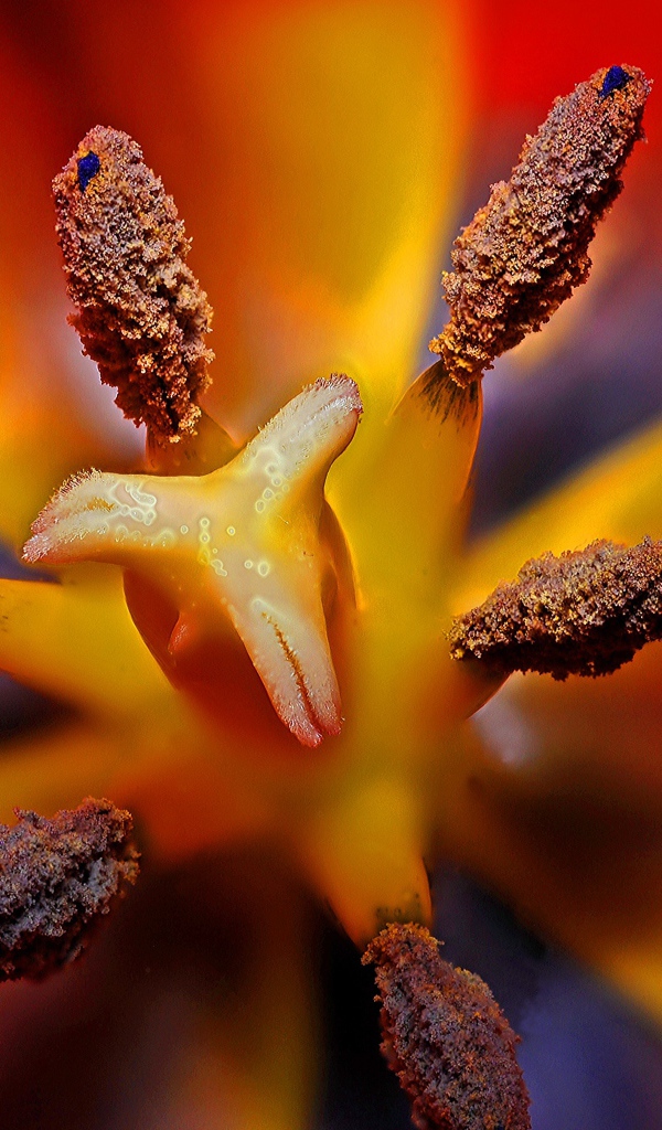 Серединка красного тюльпана 