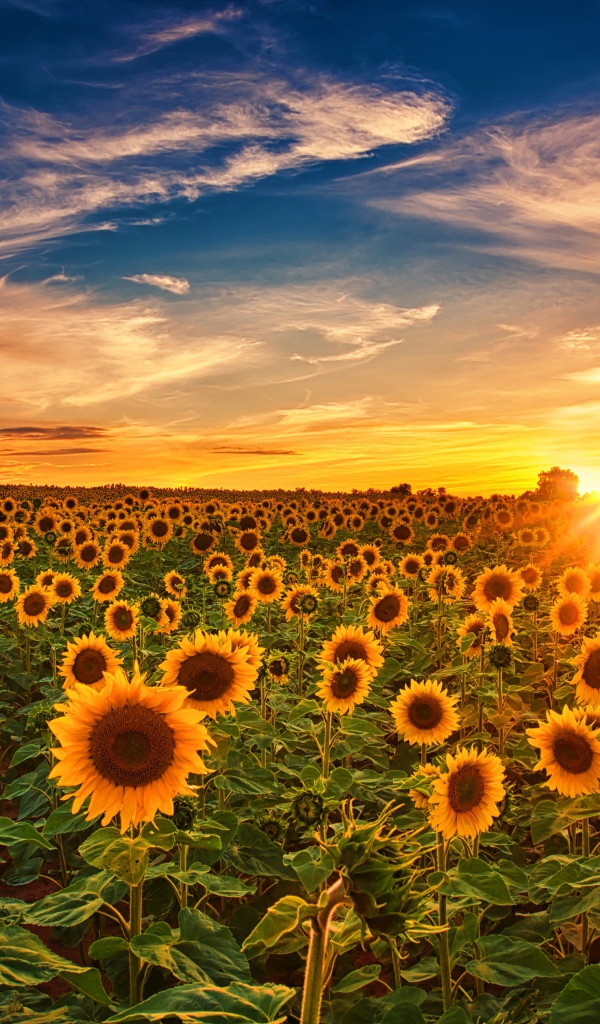 Больше поле с цветущими подсолнухами на закате солнца