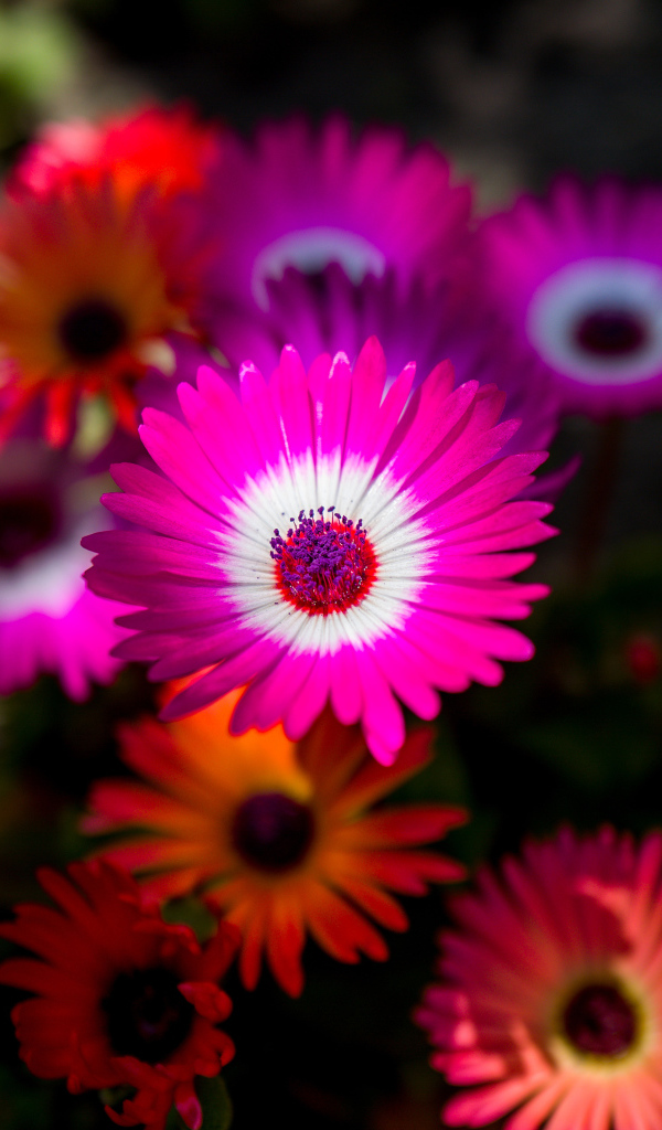 Разноцветные яркие цветы летом 