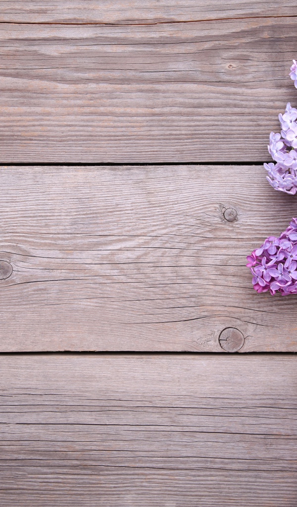 Разноцветные цветы сирени на деревянном фоне