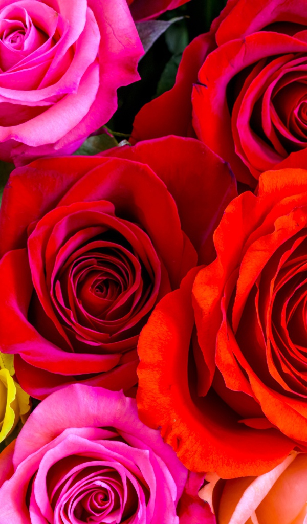 Разноцветные розы крупным планом