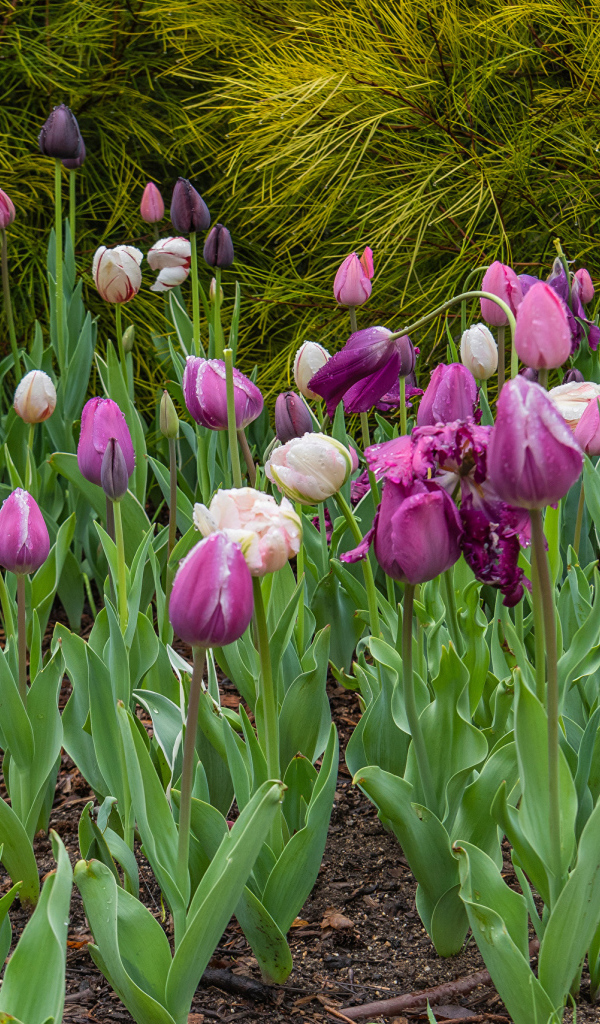 Разноцветные тюльпаны на клумбе 