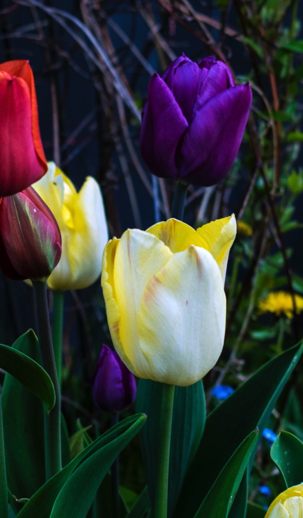 Разноцветные тюльпаны на клумбе крупным планом