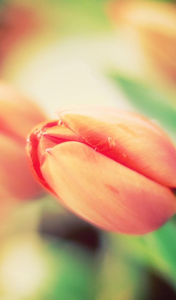 Не распустившиеся тюльпаны крупным планом