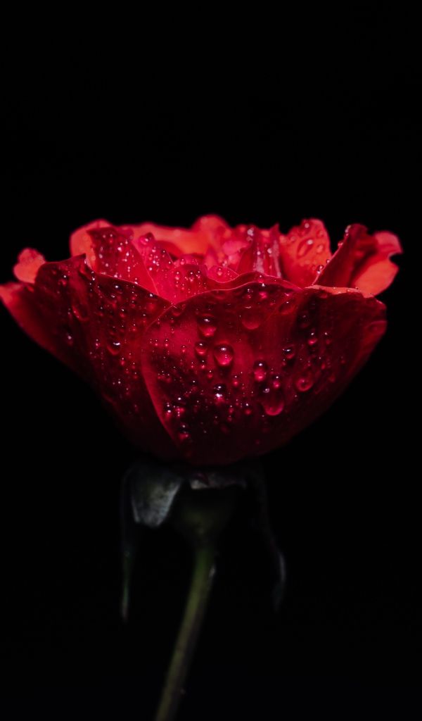 Одна красная роза в каплях воды на черном фоне