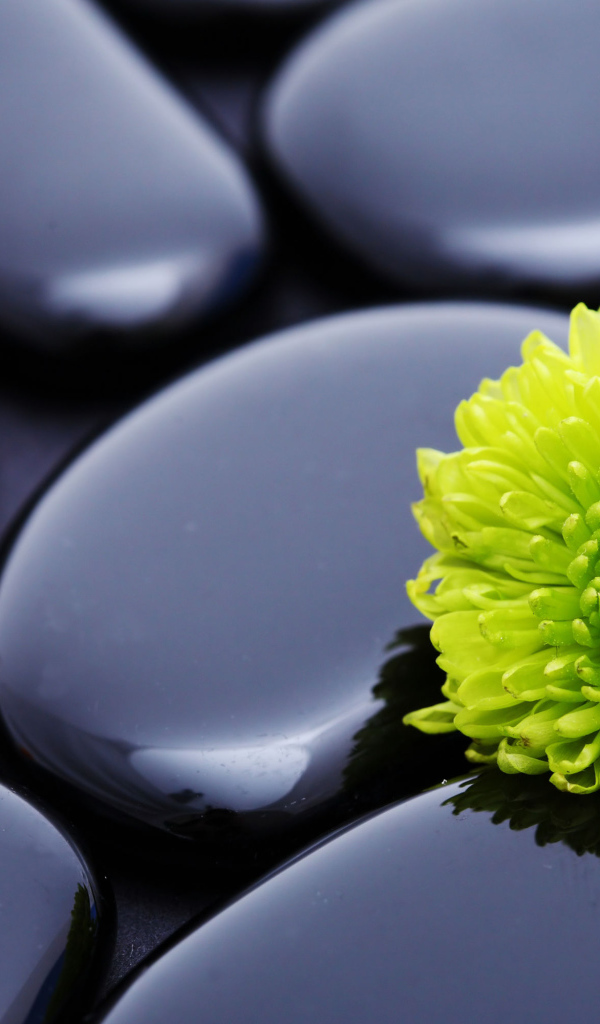 Оранжевый цветок хризантемы на черных камнях 