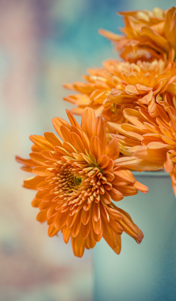 Оранжевые цветы хризантемы в вазе 