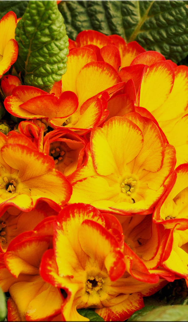 Оранжевый комнатный цветок примула с зелеными листьями