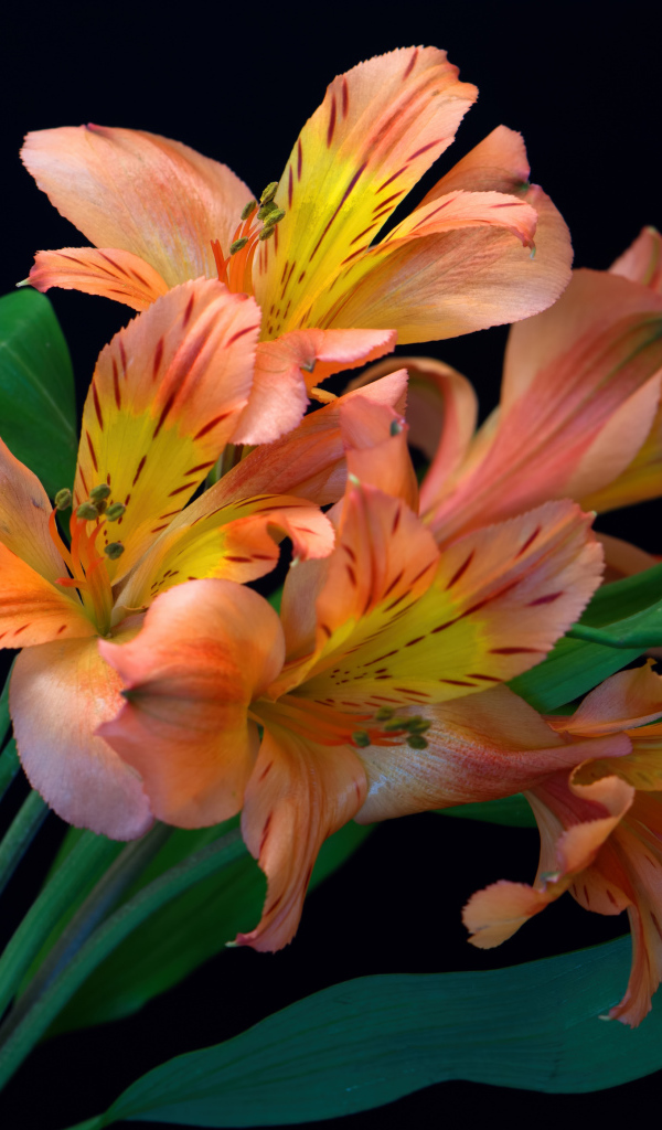 Оранжевые цветы альстромерии на черном фоне 