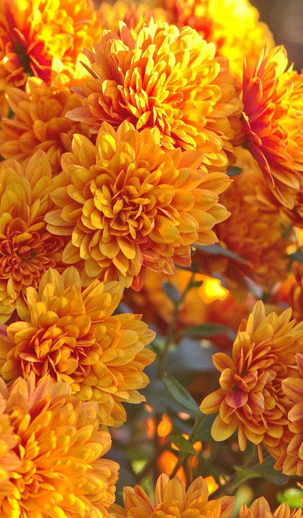 Оранжевые осенние цветы хризантемы крупным планом 