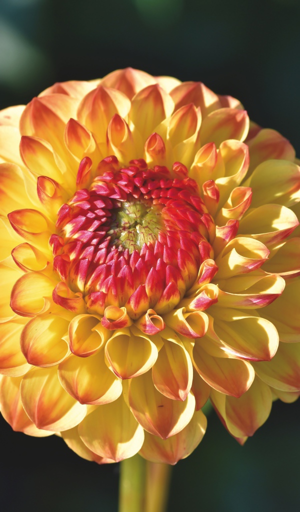 Оранжевый красивый цветок георгины крупным планом