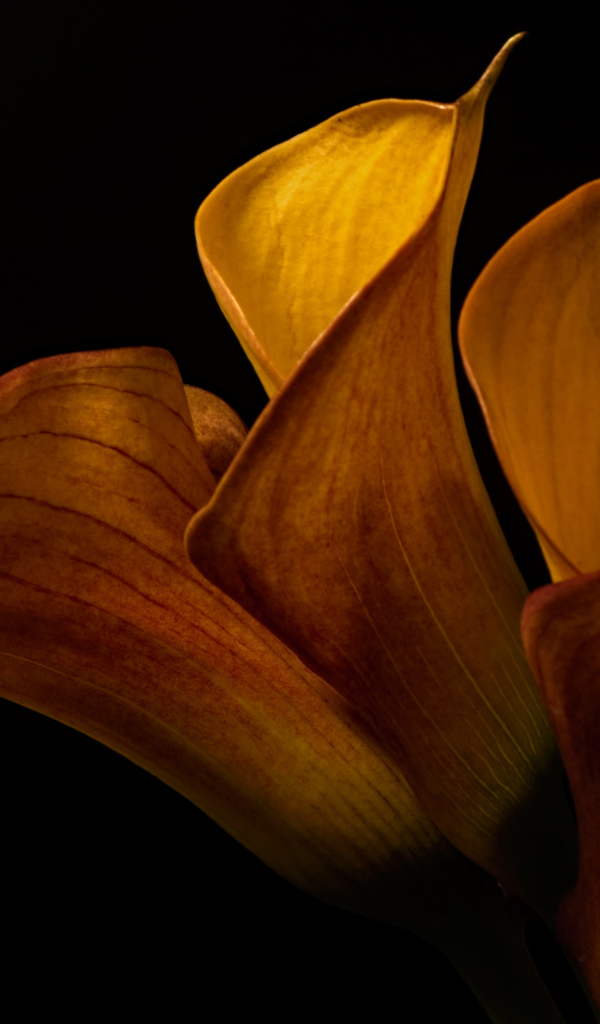 Оранжевые цветы каллы на черном фоне крупным планом