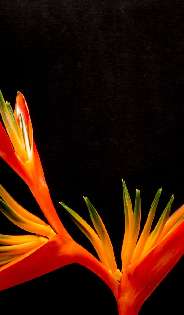 Оранжевый цветок канны на черном фоне