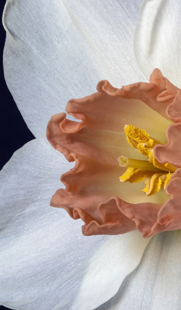 Оранжевая серединка белого нарцисса 