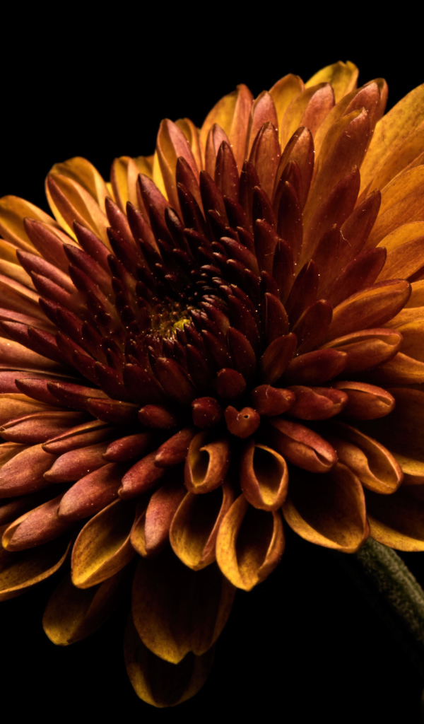 Оранжевый цветок хризантемы на черном фоне крупным планом