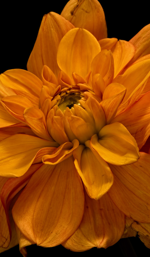 Цветок оранжевой хризантемы на черном фоне крупным планом