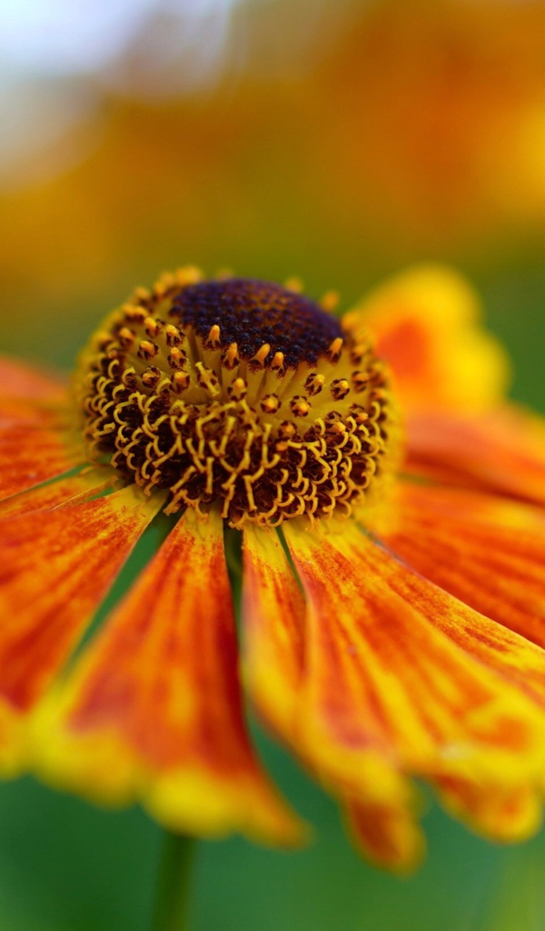 Оранжевый цветок Гелениум крупным планом