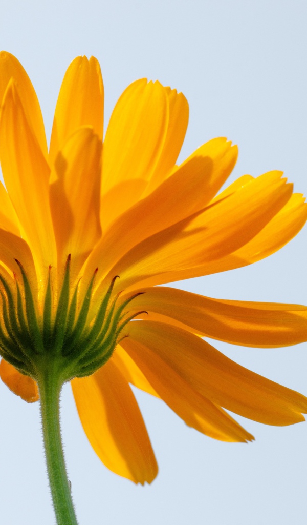 Оранжевый цветок ноготки на сером фоне 