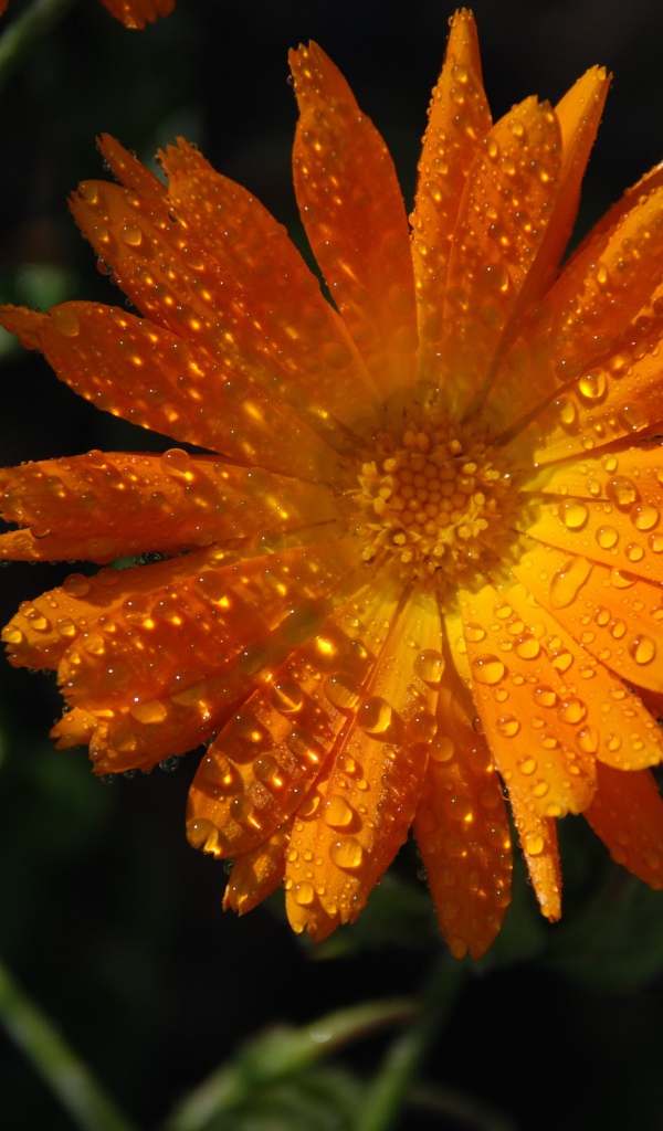 Оранжевый цветок календула в каплях росы