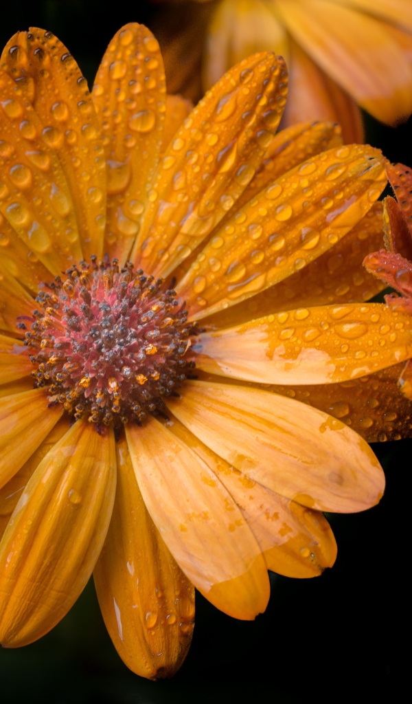 Оранжевые цветы в каплях росы на черном фоне