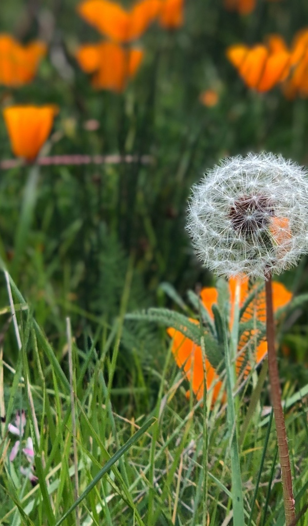 Оранжевые цветы эшшольции с белым одуванчиком