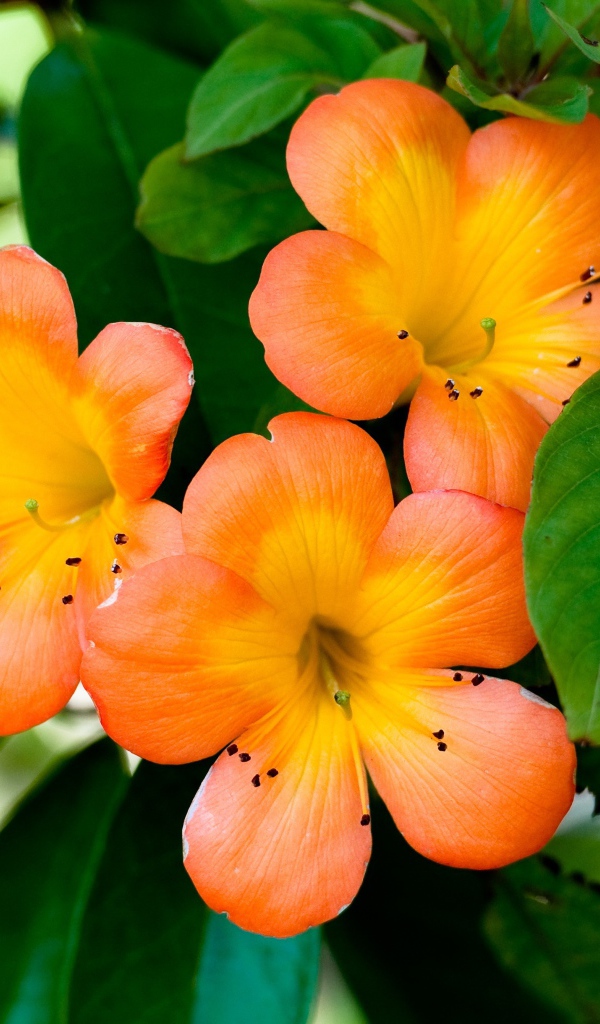 Оранжевые цветы с зеленых листьях на дереве 