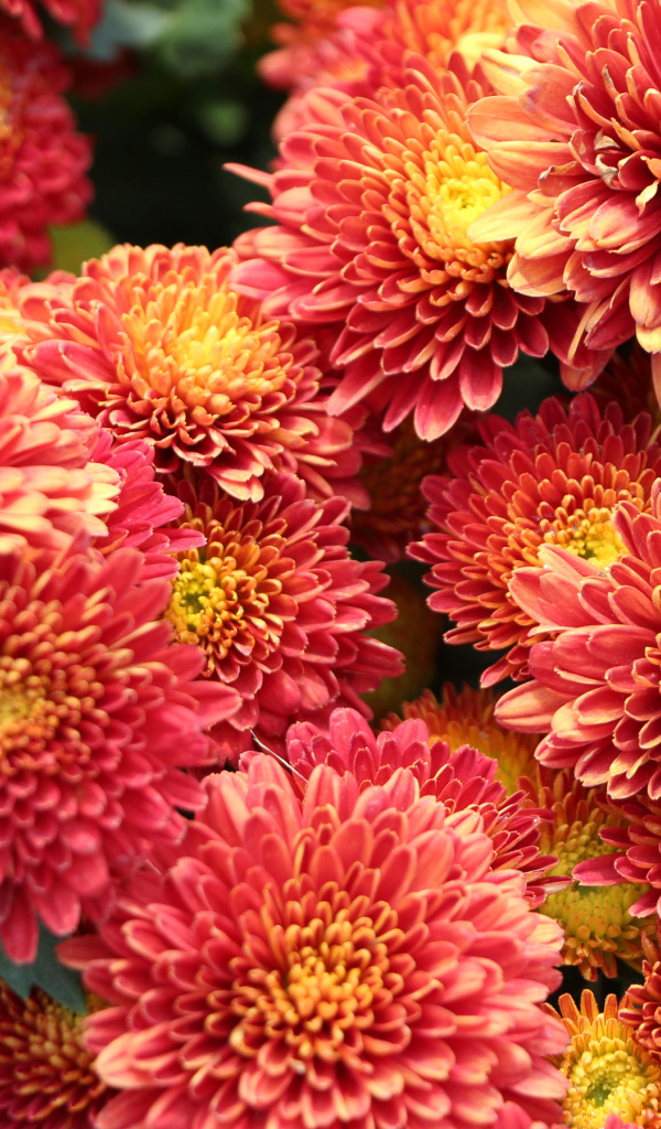 Оранжевые пушистые хризантемы крупным планом