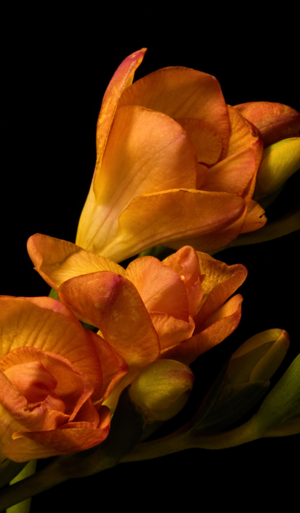 Оранжевые цветы Фрезия с бутонами на черном фоне
