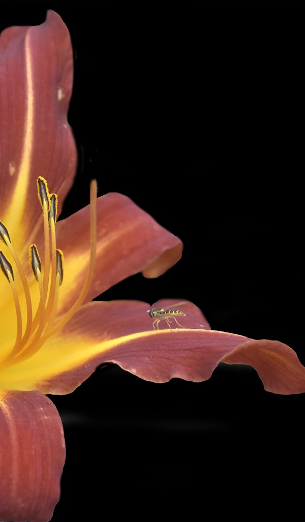 Оранжевый цветок лилии на черном фоне