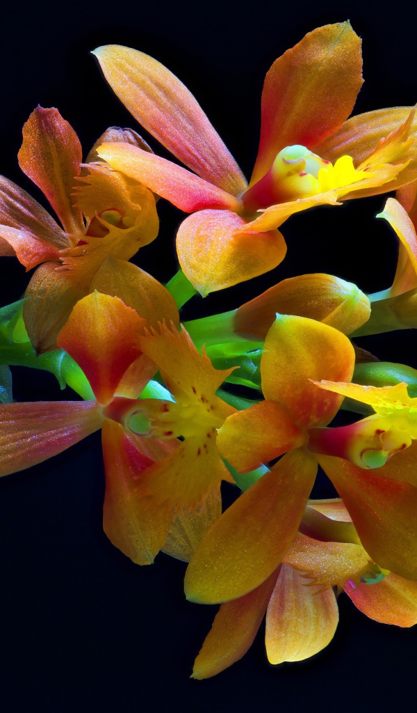 Оранжевые цветы орхидеи на черном фоне крупным планом