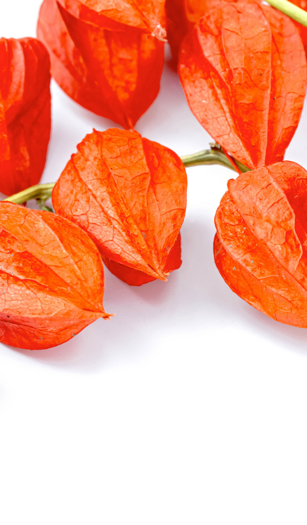 Оранжевые цветы физалиса на белом фоне 