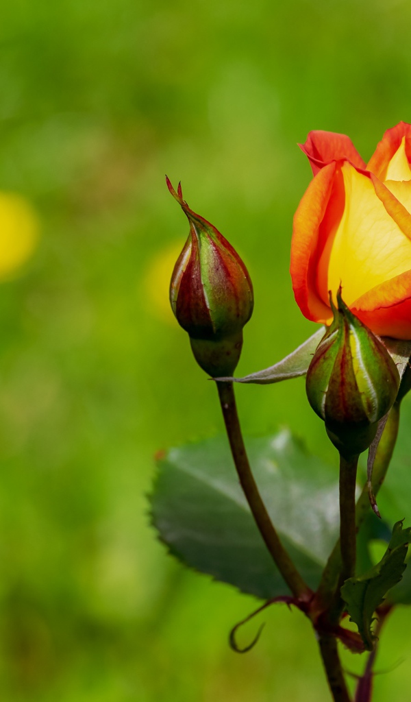 Оранжевый цветок розы в двумя бутонами на зеленом фоне