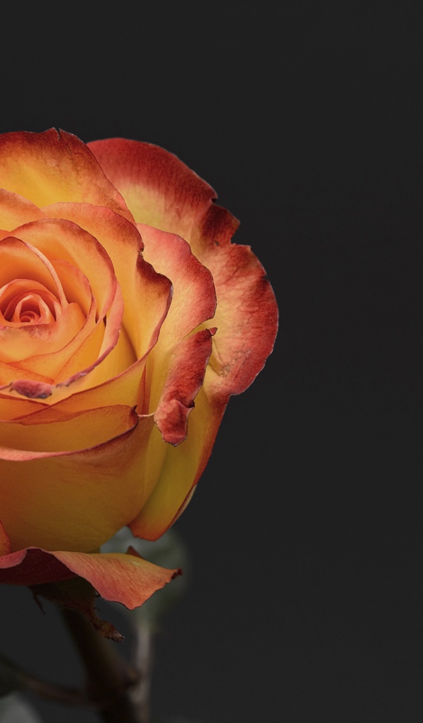 Оранжевая роза на сером фоне