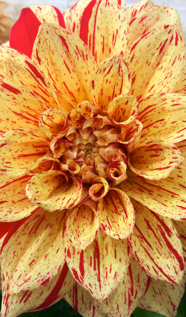 Оранжевая пятнистая георгина на клумбе 