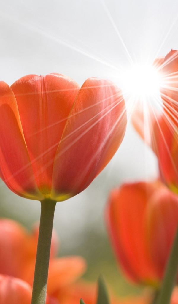 Оранжевые цветы тюльпана в лучах солнца 