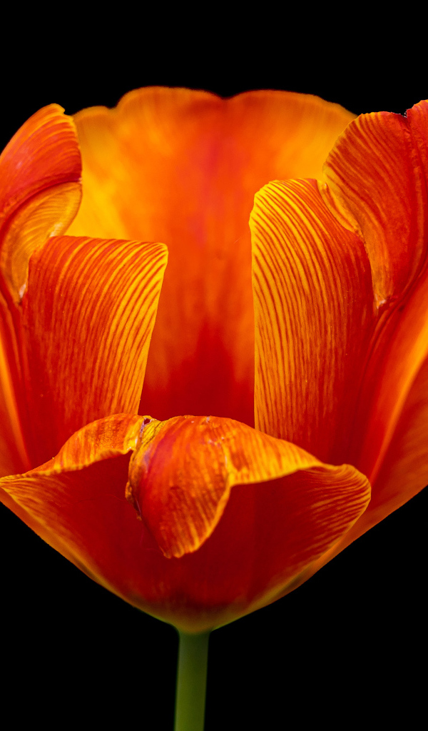 Оранжевый тюльпан на черном фоне крупным планом