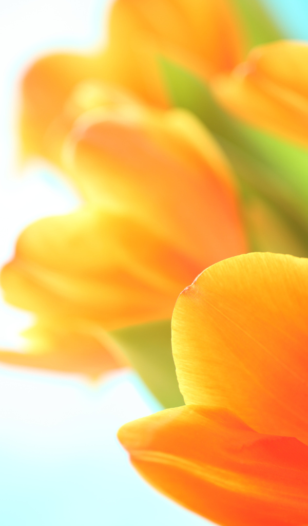 Оранжевый тюльпан на белом фоне крупным планом