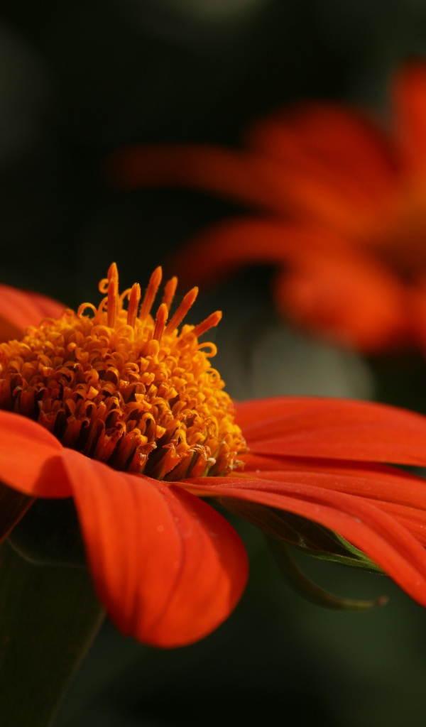 Оранжевый цветок цинния крупным планом