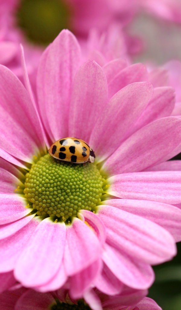 Розовый цветок хризантемы с божьей коровкой