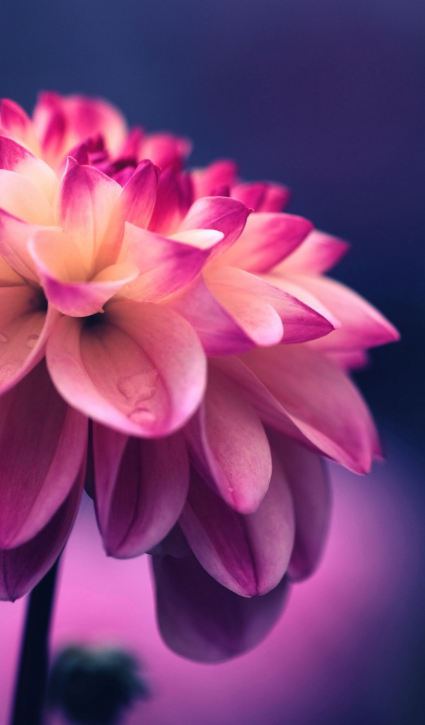 Розовый цветок георгина крупным планом