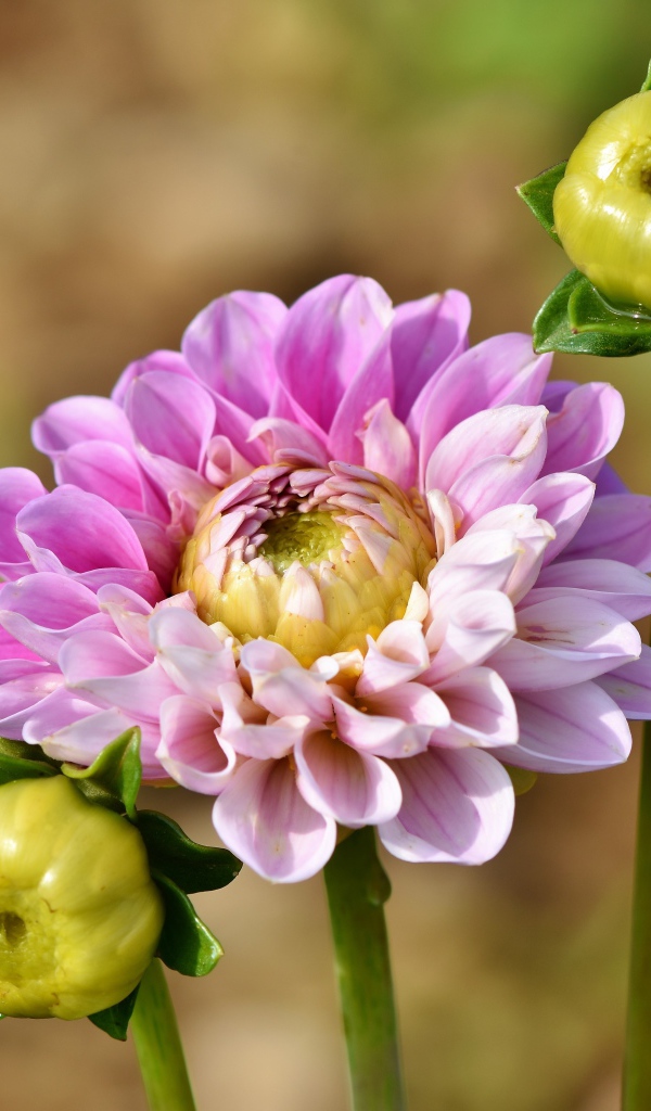 Розовый цветок георгины с двумя бутонами