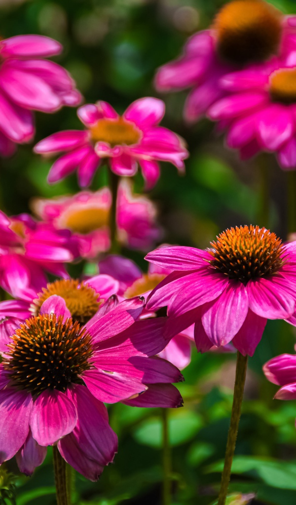 Розовые цветы эхинацеи крупным планом на клумбе 