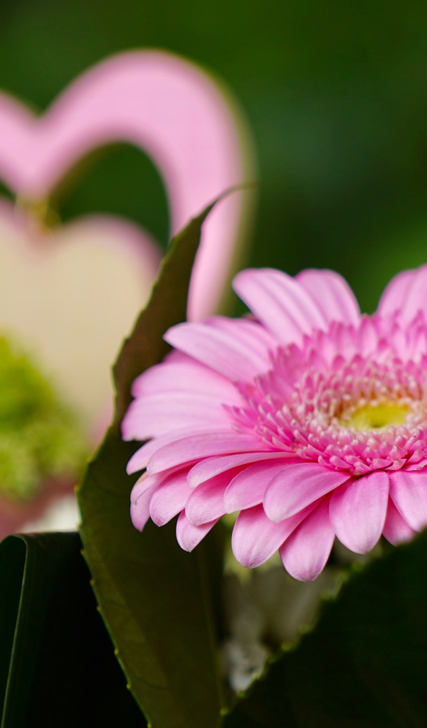 Розовый цветок герберы с зелеными листьями