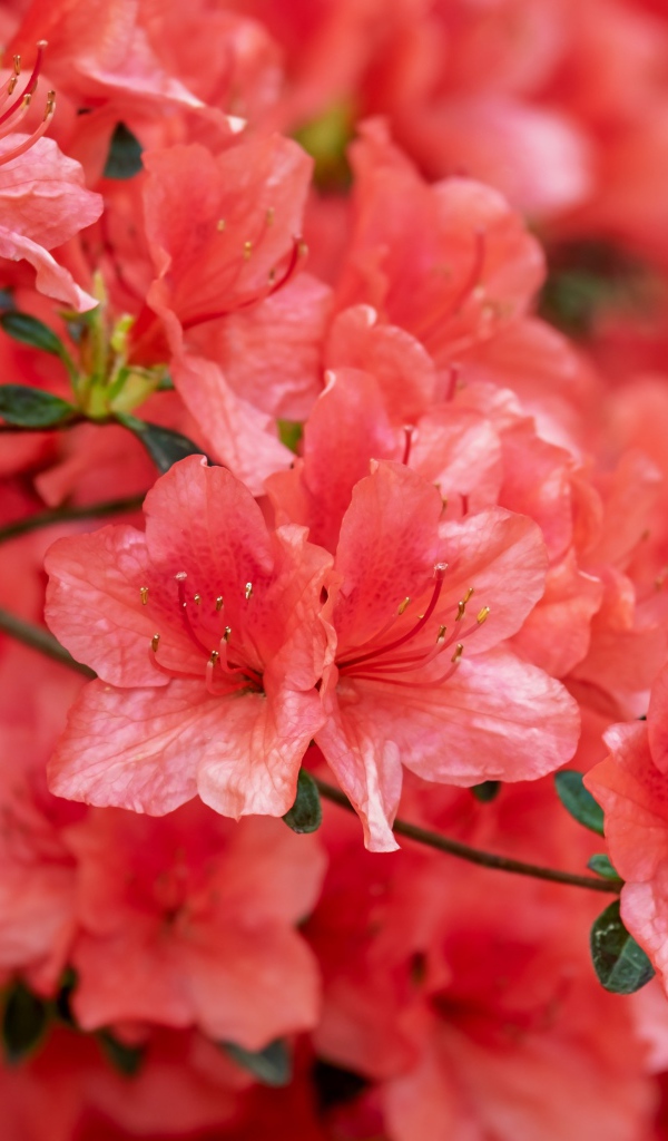 Розовые цветы рододендрон крупным планом