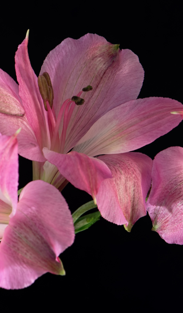 Розовые цветы альстромерия на черном фоне
