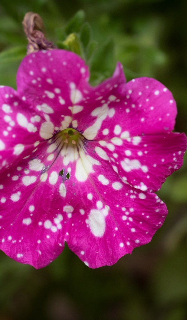 Розовый с белыми пятнами цветок садовой петунии 